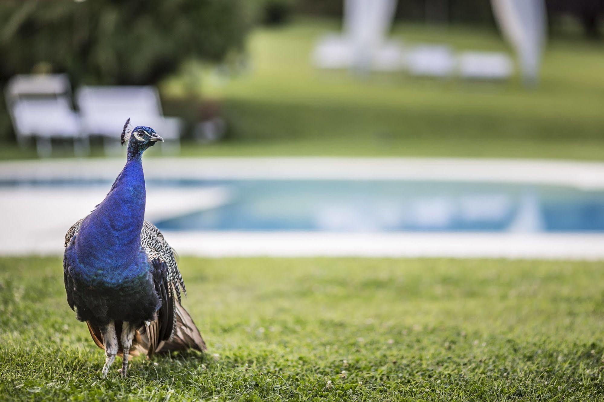 Agriturismo La Casa Di Rodo Quarrata Kültér fotó